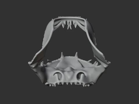 Great White Shark Skull 3D Model