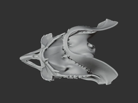 Great White Shark Skull 3D Model