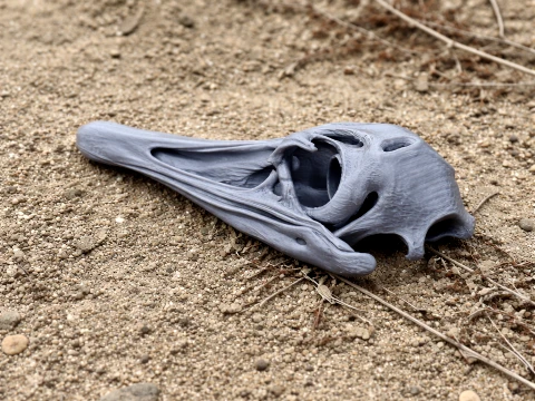 Greater Rhea Skull 3D Model