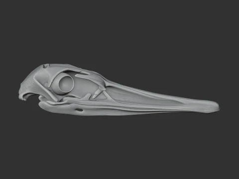 Greater Rhea Skull 3D Model