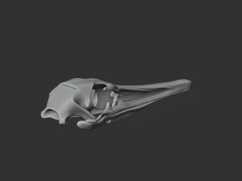 Greater Rhea Skull 3D Model