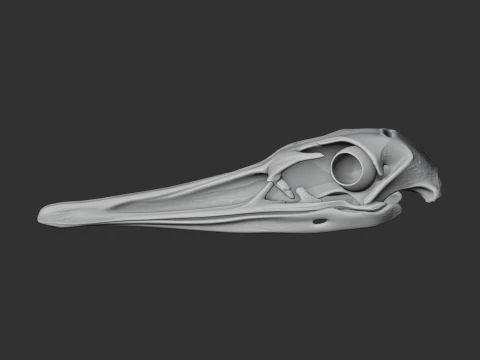 Greater Rhea Skull 3D Model