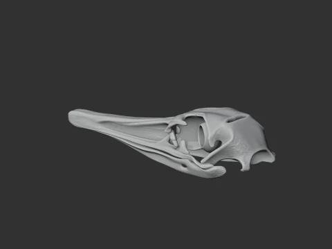 Greater Rhea Skull 3D Model