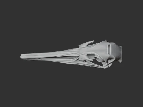 Greater Rhea Skull 3D Model