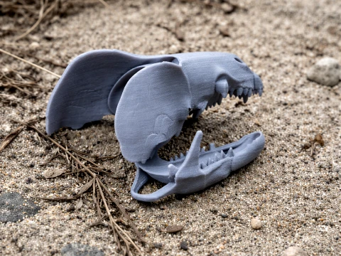 Greater White-toothed Shrew Skull 3D Model