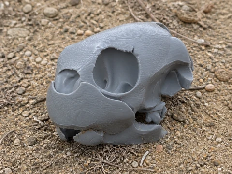 Green Sea Turtle Skull 3D Model
