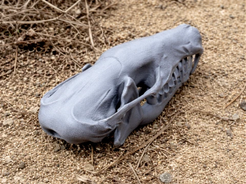Hairy-tailed Mole Skull 3D Model