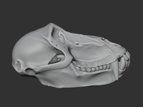 Hamadryas Baboon Skull 3D Model