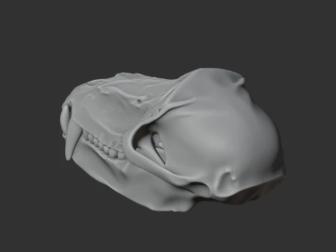 Hamadryas Baboon Skull 3D Model
