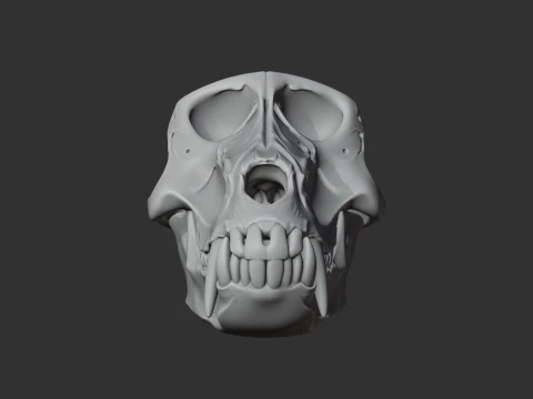 Hamadryas Baboon Skull 3D Model