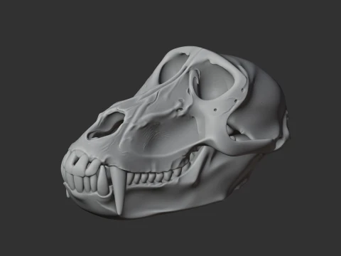 Hamadryas Baboon Skull 3D Model