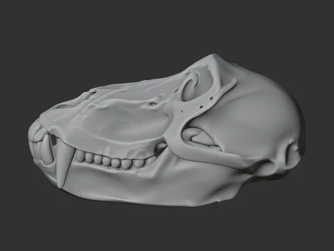Hamadryas Baboon Skull 3D Model