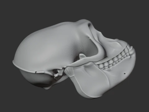 Hanuman Langur Skull 3D Model