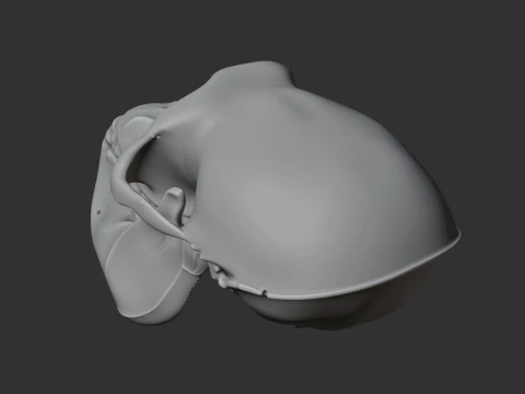Hanuman Langur Skull 3D Model