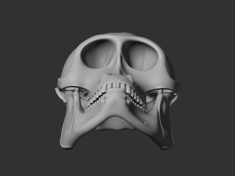 Hanuman Langur Skull 3D Model
