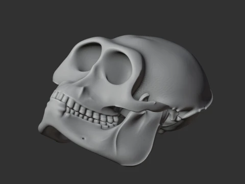 Hanuman Langur Skull 3D Model