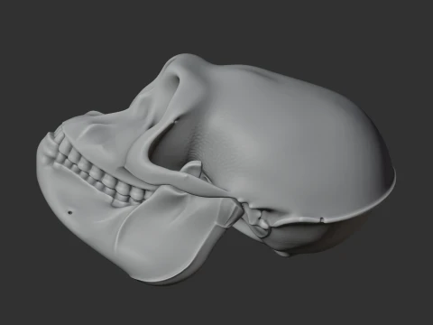 Hanuman Langur Skull 3D Model
