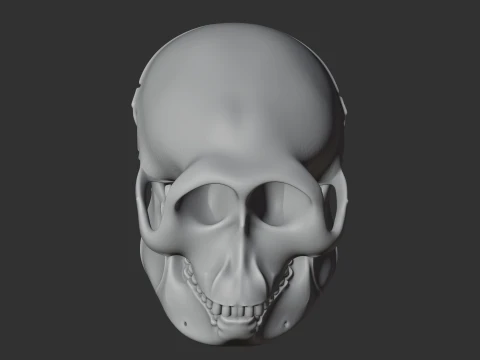 Hanuman Langur Skull 3D Model