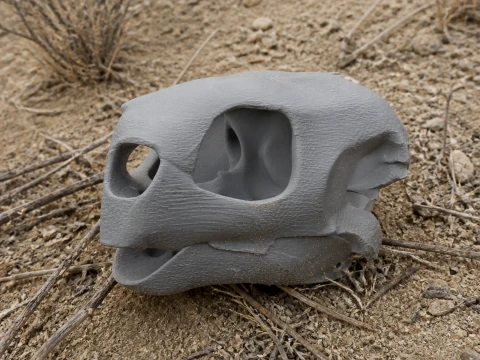 Hawksbill Turtle Skull 3D Model