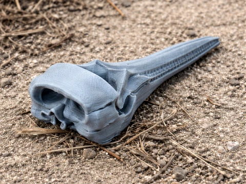 Hectors Dolphin Skull 3D Model