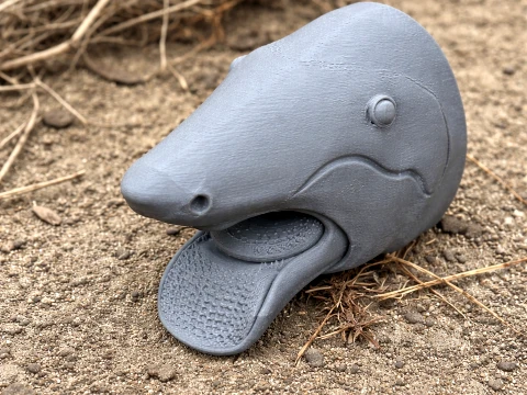Helicoprion Skull 3D Modell