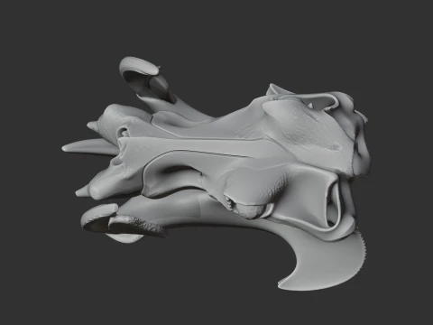 Hippidion Skull 3D Model