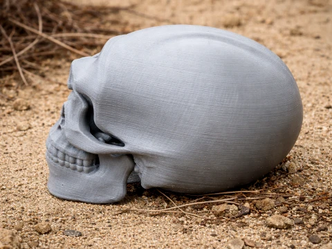 Homo neanderthalensis Skull 3D 모델