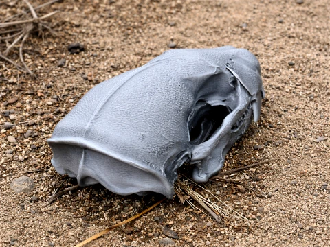 Honey Badger Skull 3Dモデル