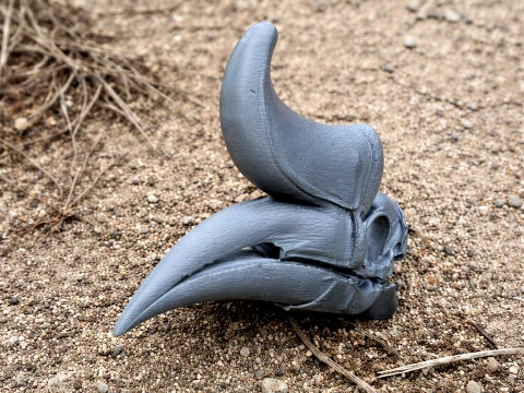 Hornbill Rhinoceros Skull 3D Modell