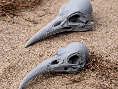 Huia Skull 3Dモデル
