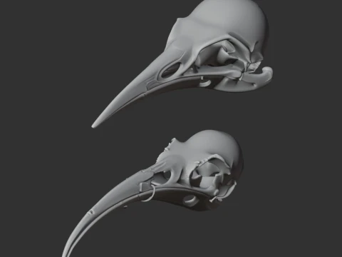 Huia Skull 3D Model