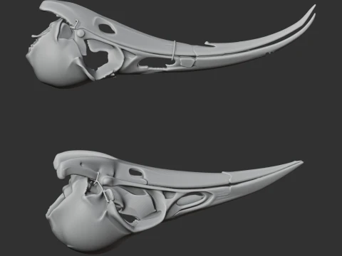 Huia Skull 3D Model