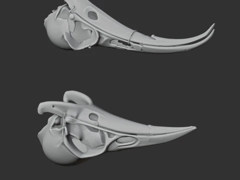 Huia Skull 3D Model