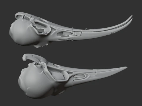Huia Skull 3D Model