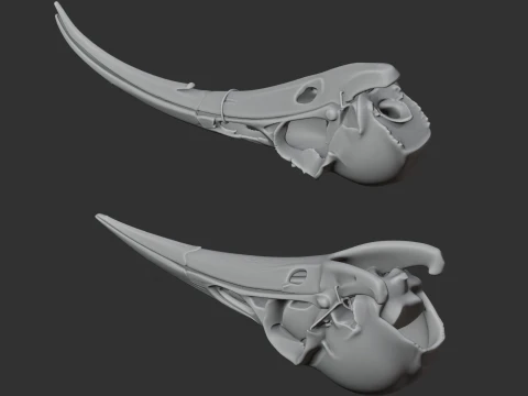 Huia Skull 3D Model