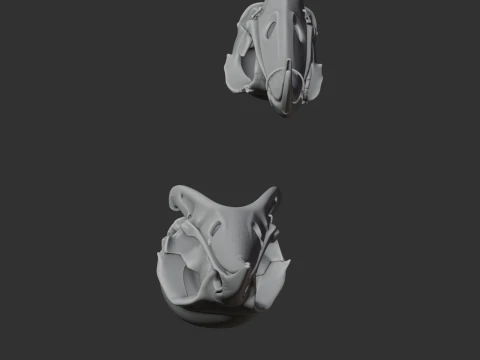 Huia Skull 3D Model
