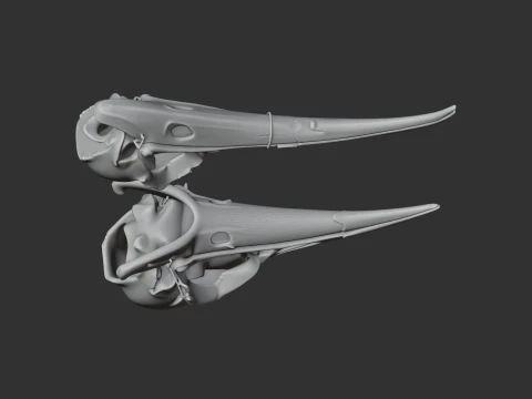 Huia Skull 3D Model