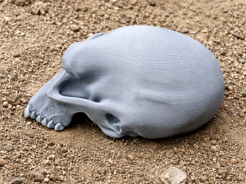 Albertonykus Skull 3D Model