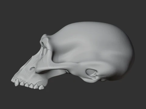Albertonykus Skull 3D Model