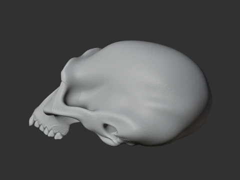 Albertonykus Skull 3D Model