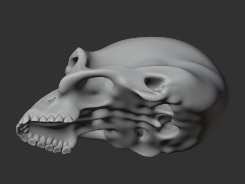 Albertonykus Skull 3D Model