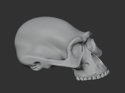 Albertonykus Skull 3D Model
