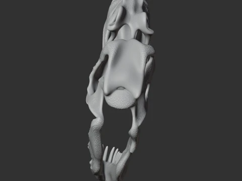 Albisaurus Skull 3D Model