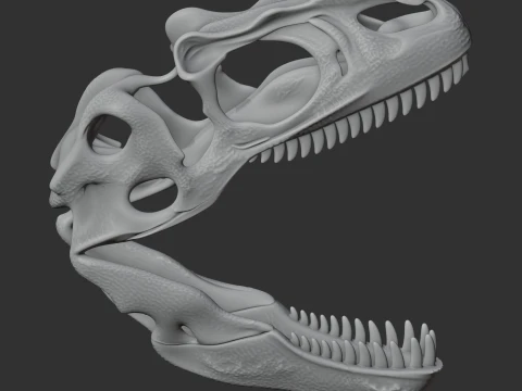Albisaurus Skull 3D Model