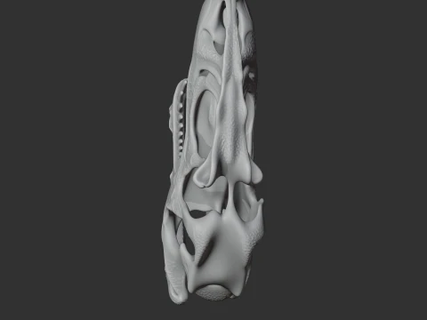 Albisaurus Skull 3D Model