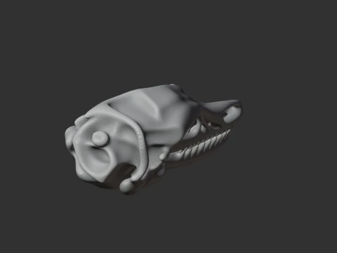 Ambopteryx Skull 3D Model