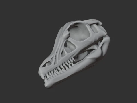 Ambopteryx Skull 3D Model