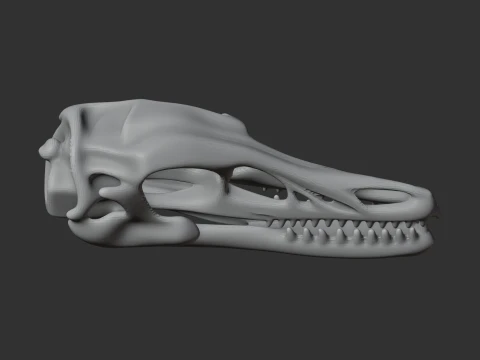 Ambopteryx Skull 3D Model