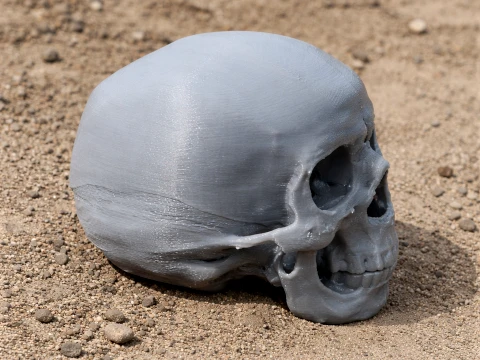 Anhuilong Skull 3Dモデル