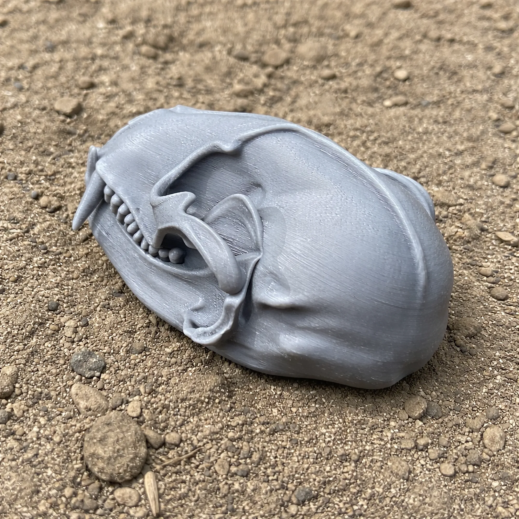 Ankistrodon Skull 3D Model .c4d .max .obj .3ds .fbx .stl .blend 